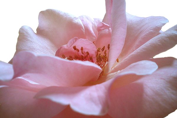 Rosa Rose mit zarten Rosenblättern