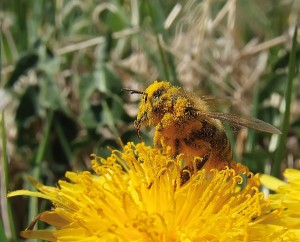 Biene auf einer Blume