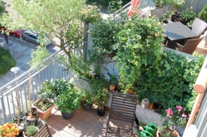 Balkon mit üppiger Begrünung