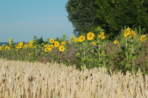 Blühende Blumen