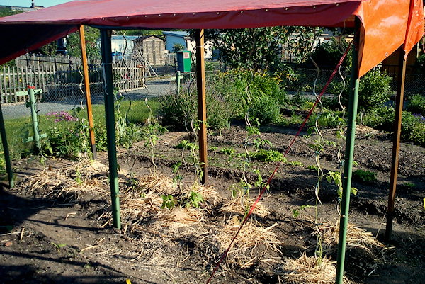 Tomaten ausgepflanzt und gemulcht