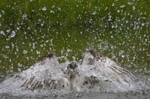 Greifvogel beim Fischfang