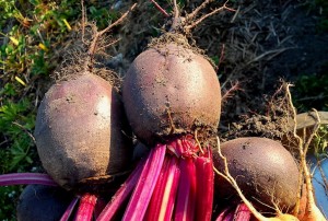 Rote Beete frisch geerntet