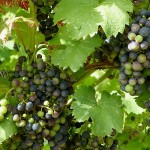 Rotwein-Trauben am Hang