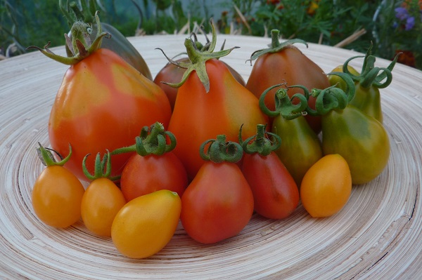 birnenförmige Tomaten