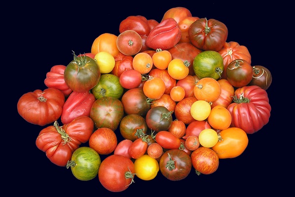 bunte Tomaten