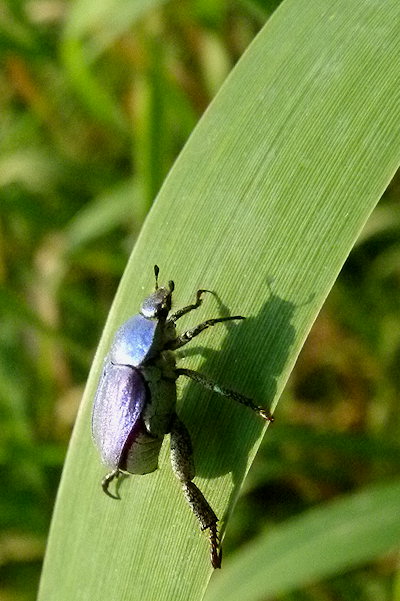 Grünes Blatt mit Käfer
