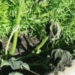 Kürbisblätter mit Frost