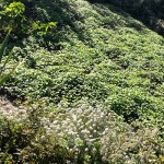 Gründünger auf Beet