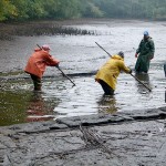 Bio-Karpfen werden ins Netz geholt
