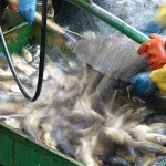 Kescher mit Bio-Karpfen wird gelehrt