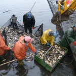 Fischer mit Bio-Karpfen Netz und Kescher