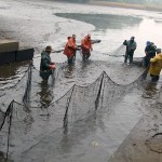 erster Bio-Karpfen Fischzug vor dem Umsetzen