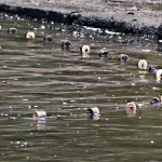 Detail des Fischnetzes