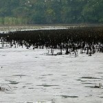 Bio-Karpfen-Teich mit braunem Schilf