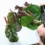 Salatblätter werden gesalzen