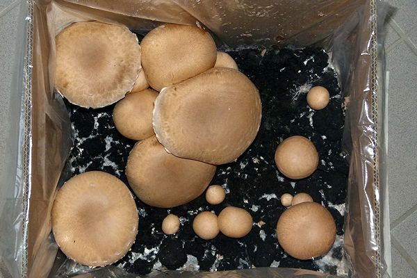 Erfolgreich Pilze selber züchten