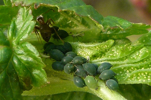 Detailfoto von Blattläusen auf jungen Blättern
