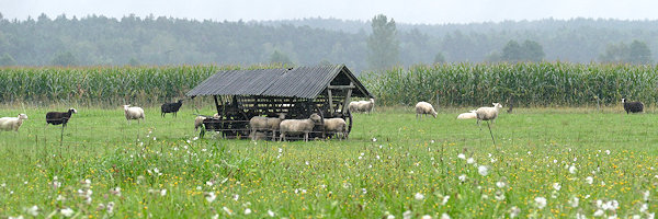 Schafherde auf der Weide im Regen