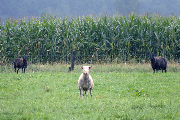 drei traurige Schafe auf der Weide