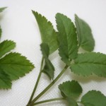 ein Blatt frischer Giersch