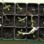 Paprika Tomaten umgetopft 18.03.12