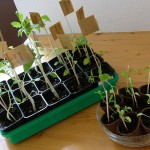 Tomatenpflanzen mit + ohne Dünger 16.03.12