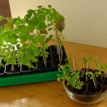 Tomatenpflanzen mit + ohne Dünger 23.04.12