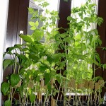 Paprika Tomaten auf dem Fensterbrett