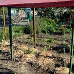 Tomaten ausgepflanzt und gemulcht