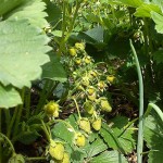 viele grüne Erdbeeren