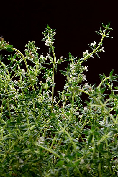 Bio-Orangenthymian Detail