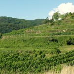 hier wächst Stagard Bio-Wein