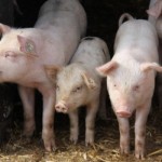 Schweinegruppe
