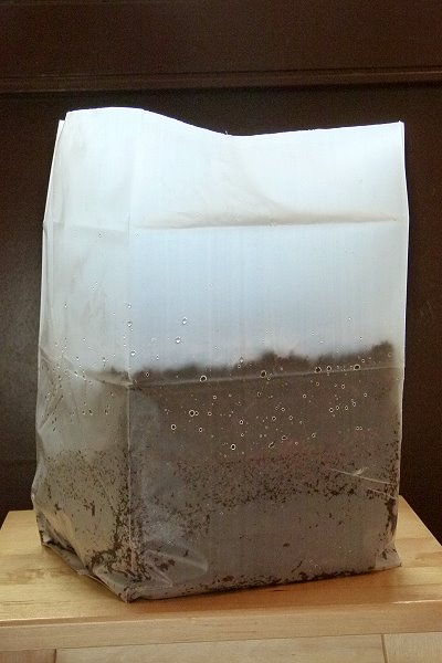 Erde quillt 1