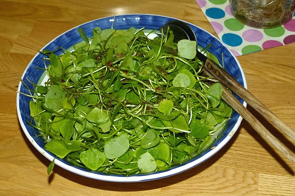 Postelein-Salat