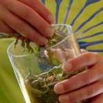 Sonnentor Kräuter im Glas