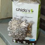 Chidos Mushrooms