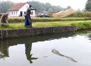 Bio-Karpfen-Fang mit Netz