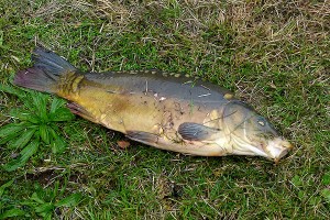 Bio-Karpfen im grünen Gras