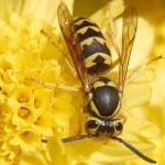 Deutsche Wespe auf einer Blüte