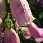 Rosa Fingerhutblüten im Detail