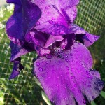 Blüte von Schwetlilie mit Wassertropfen