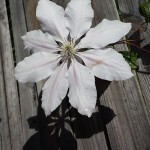 Sichtschutz mit einzelner Clematis