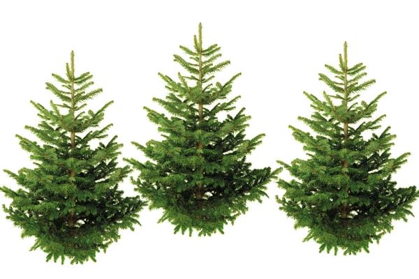 Bio-Weihnachtsbäume