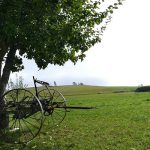 Wiese mit Apfelbaum im Sonnenschein