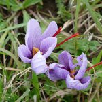 Blick in Blütenkelch von Safranblüten