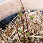 Clematis mit frischen Trieben