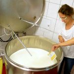 Bio-Schafmilch werden Bakterienkulturen zugesetzt