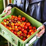 Mahlitzscher Demeter-Tomaten